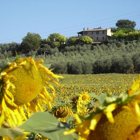 Agriturismo Oliveto Di Geltrude Contessa Амелиа Экстерьер фото